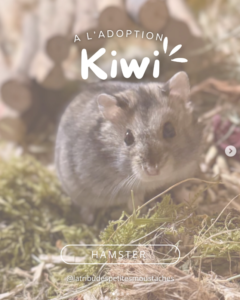 KIWI