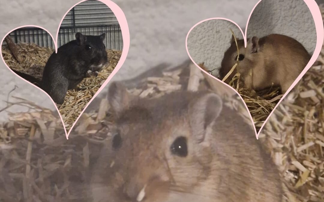 Tic, Tac & Zorro
