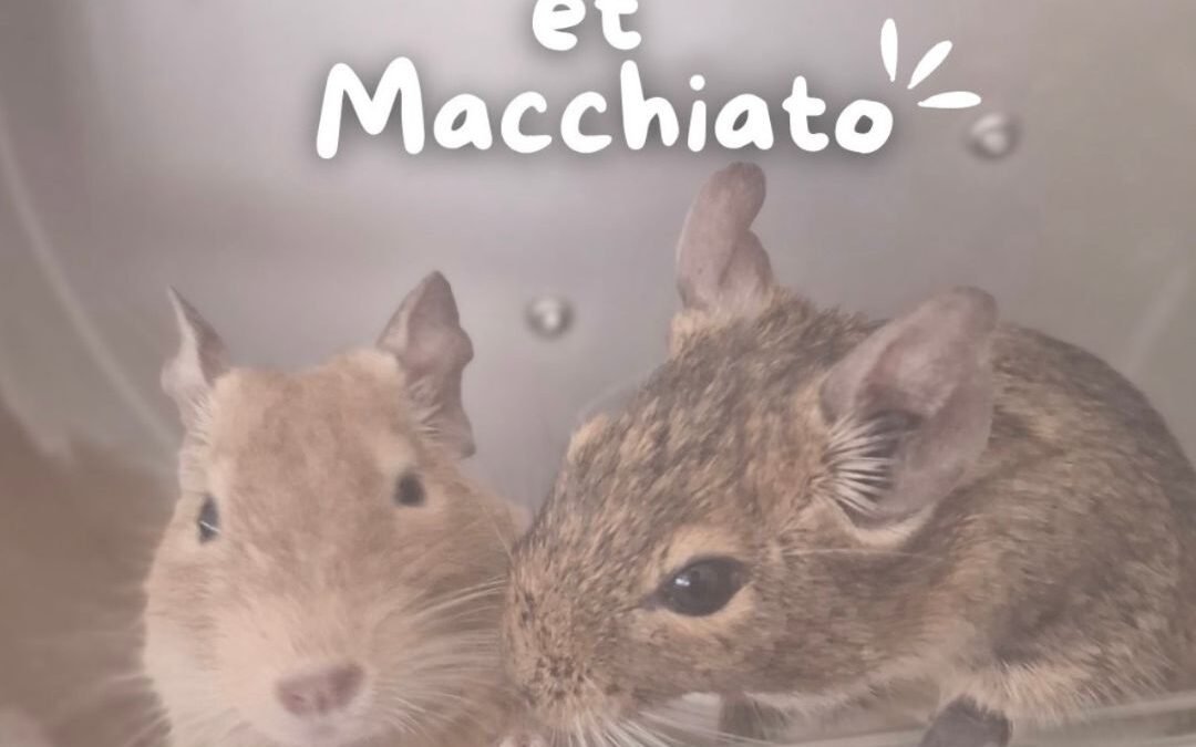 Rocket & Macchiato
