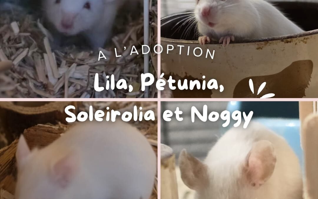 Lila, Pétunia, Soleirolia & Noggy