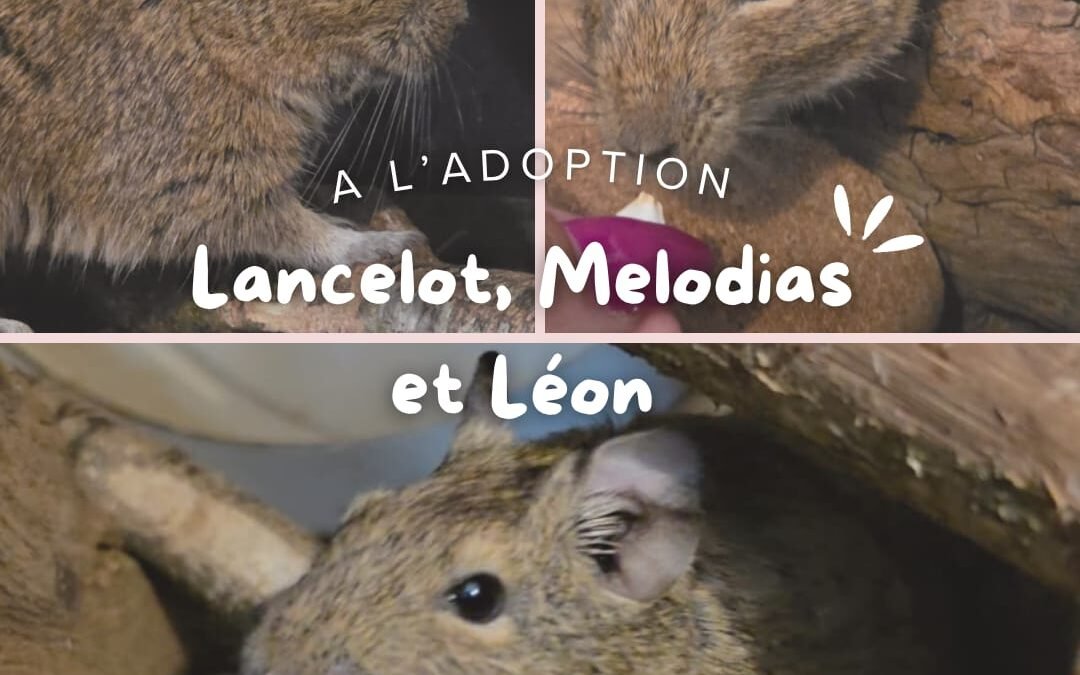 Lancelot, Melodias & Léon