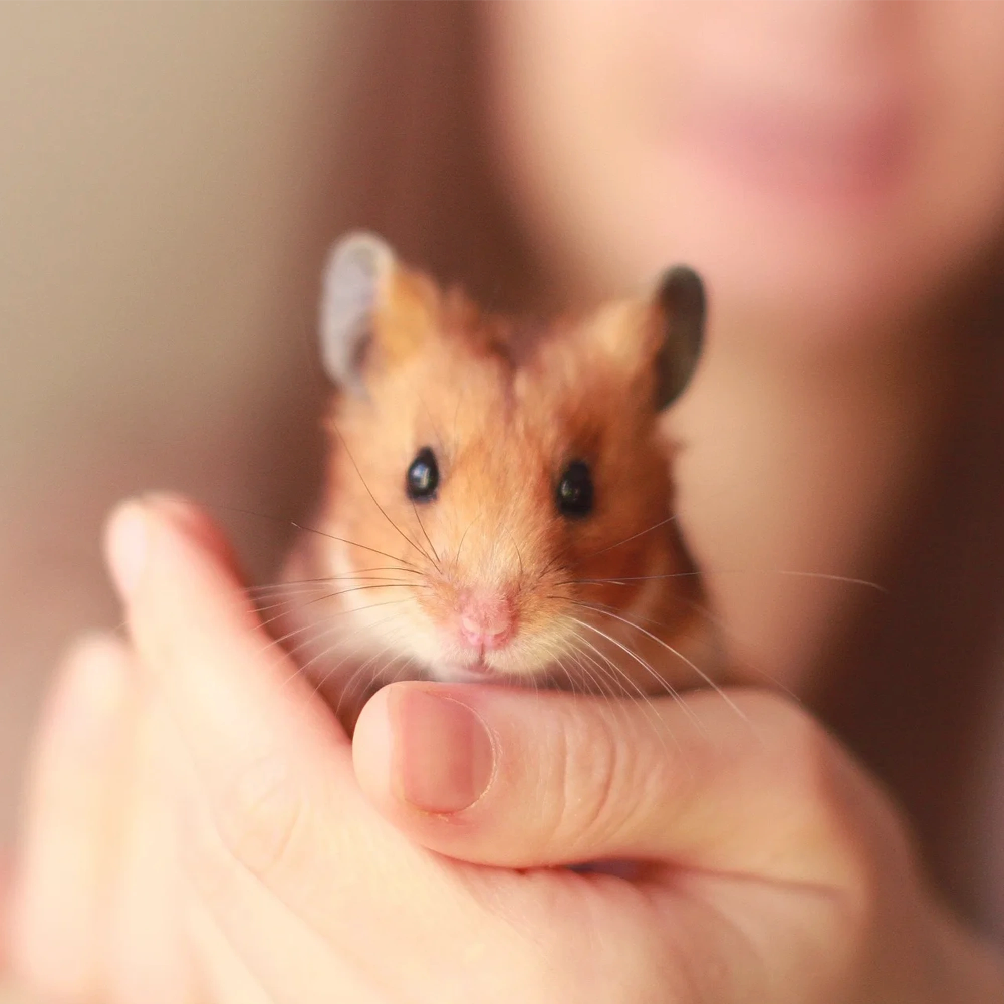 hamster-association