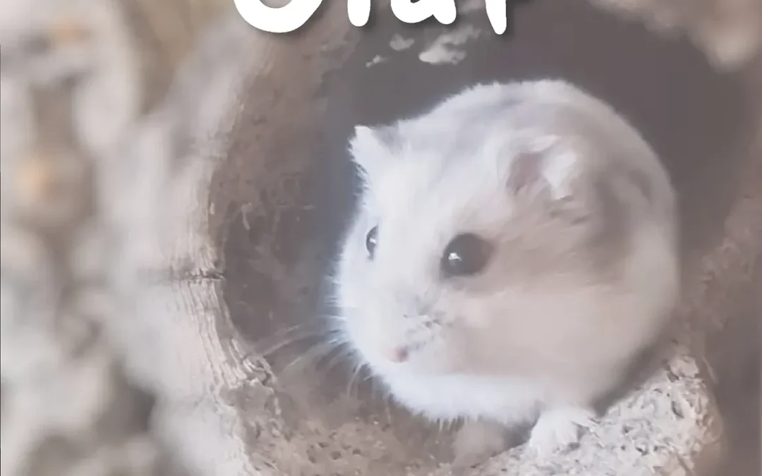 Olaf