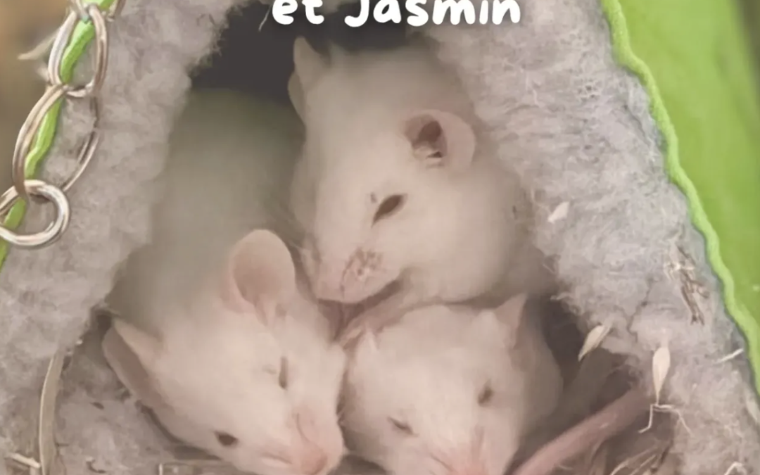 Camélia, Magnolia & Jasmin