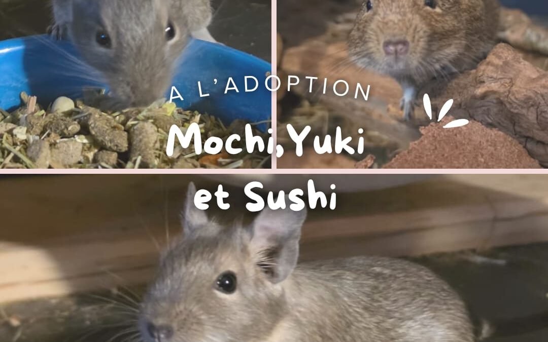 Mochi, Yuki & Sushi