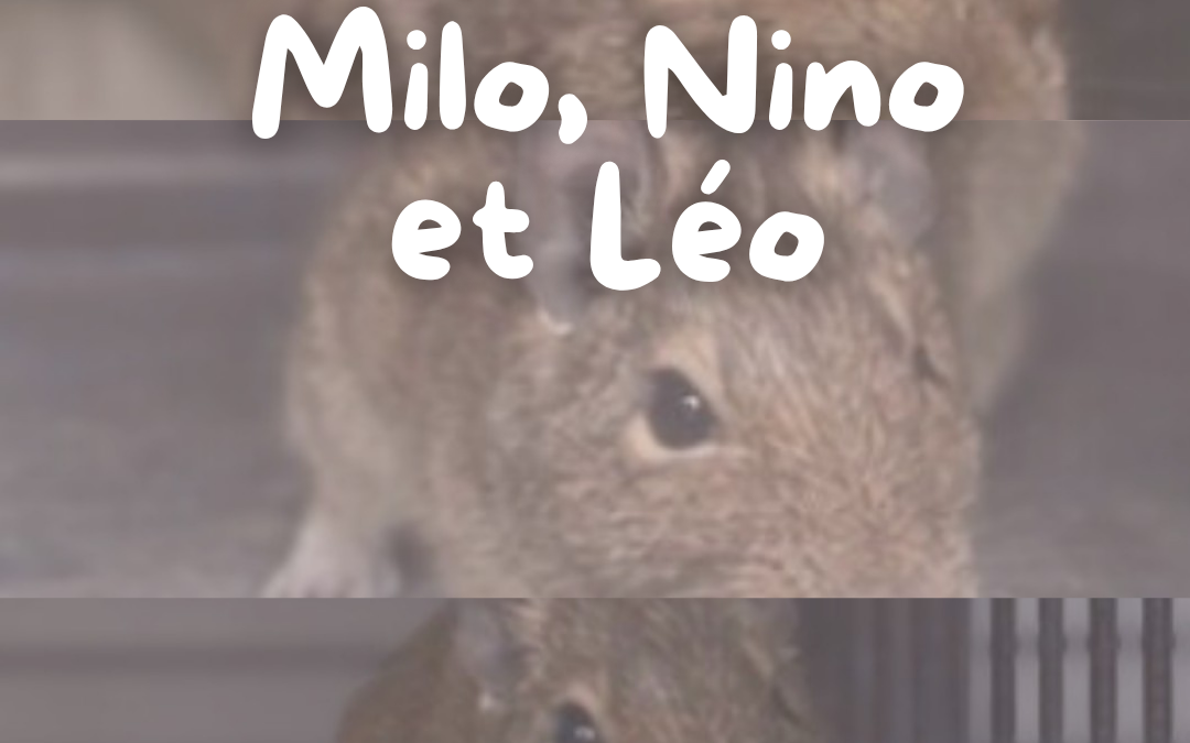Milo, Nino & Léo