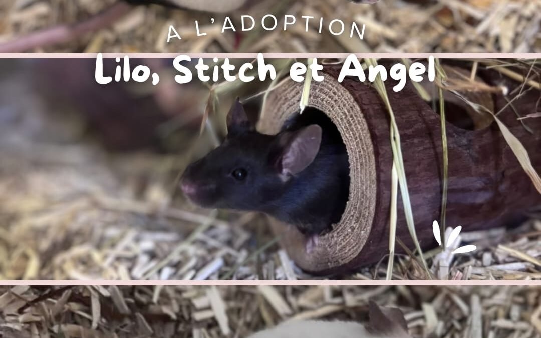 Lilo, Stitch & Angel